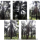 Discriminating the Severity of Basal Stem Rot Disease in Oil Palm (Elaeis guineensis Jacq.) Plantation Using Sentinel-2