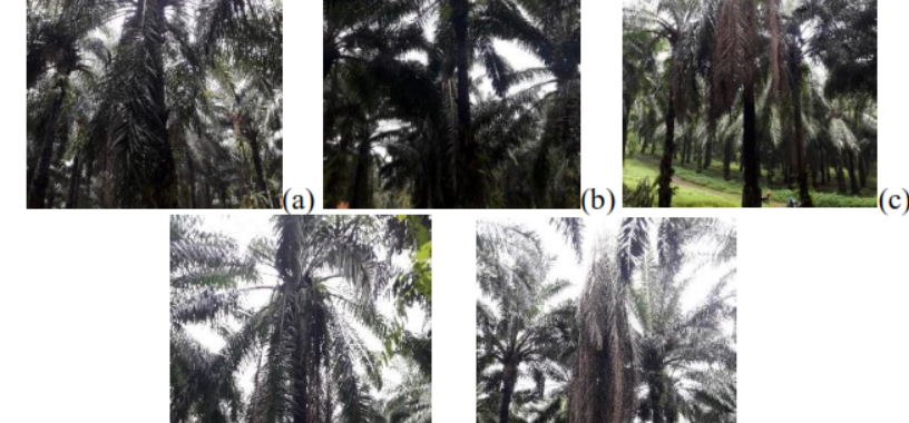 Discriminating the Severity of Basal Stem Rot Disease in Oil Palm (Elaeis guineensis Jacq.) Plantation Using Sentinel-2