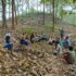 Towards Inclusive Indonesian Forestry: An Overview of a Spatial Planning and Agrarian Perspective