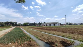 Pendampingan Budi Daya dan Penanganan Pasca Panen Pada Pusat Kawasan Agropolitan Kabupaten Tangerang