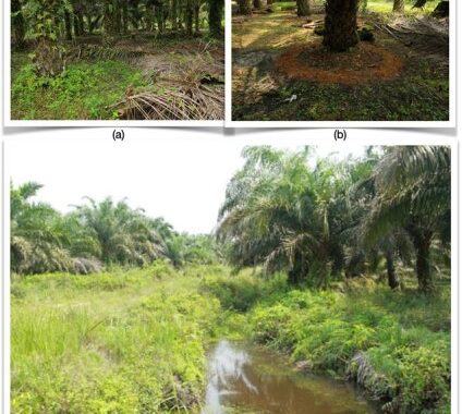 Revisiting the Implications of RSPO Smallholder Certification Relative to Farm Productivity in Riau, Indonesia