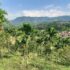 Masterplan Pengembangan Prasarana, Sarana, Kawasan dan Komoditas Perkebunan di Kabupaten Bogor