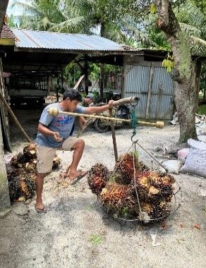 Value Chain Governance of Palm Oil at North Labuhanbatu Regency for Sustainable Farming In Tropical Asian Landscapes (Sfital)