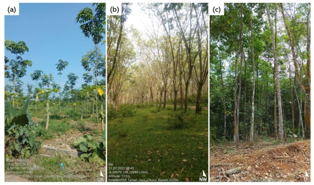 Estimating the girth distribution of rubber trees using support and relevance vector machines