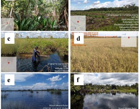 Understanding deforestation in the tropics: post‐classifcation detection using machine learning and probing its driving forces in Katingan, Indonesia